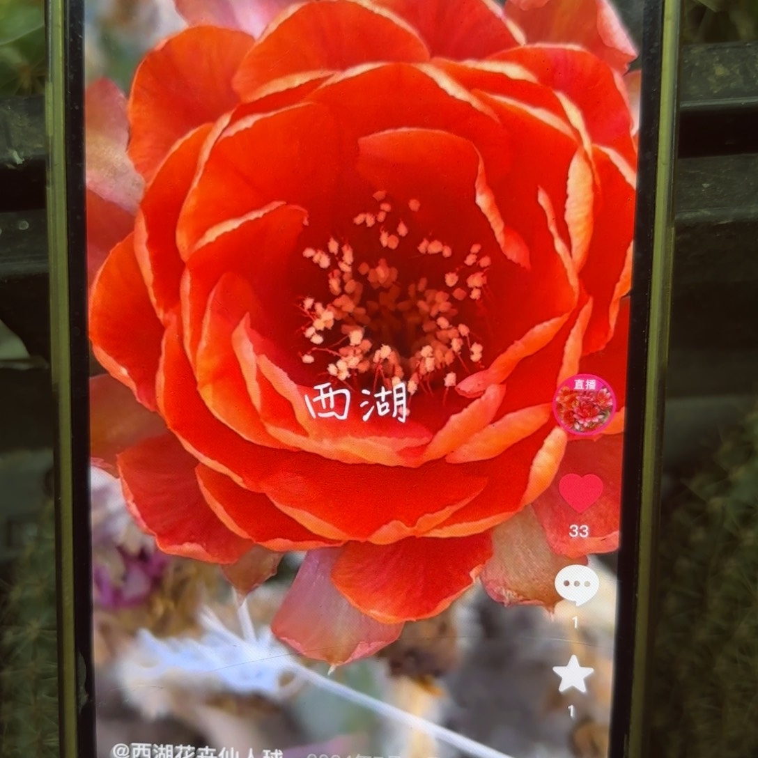 橙牡丹大瑕笔侧牙20包邮仙人球34