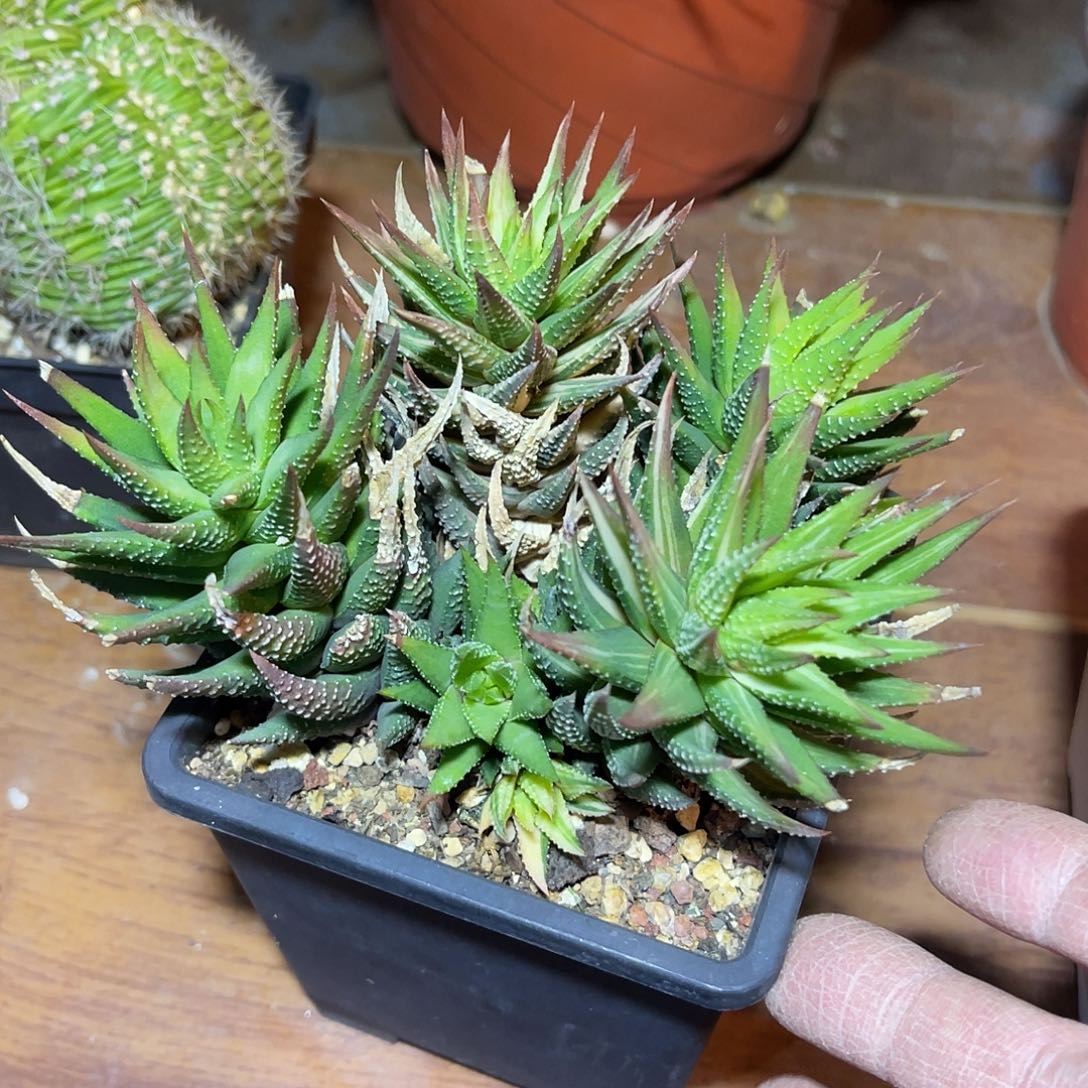 古笛锦一物一拍下单包邮