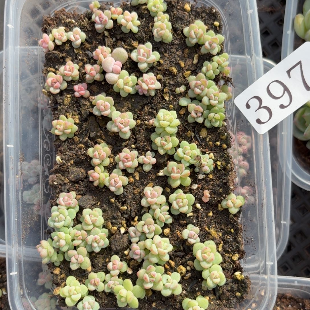 多肉植物多肉植物397