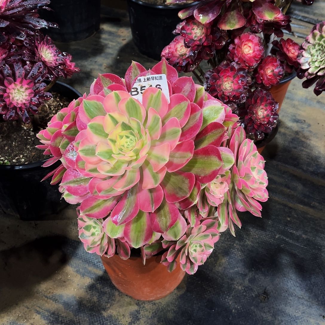 子*多肉516粉女巫法师