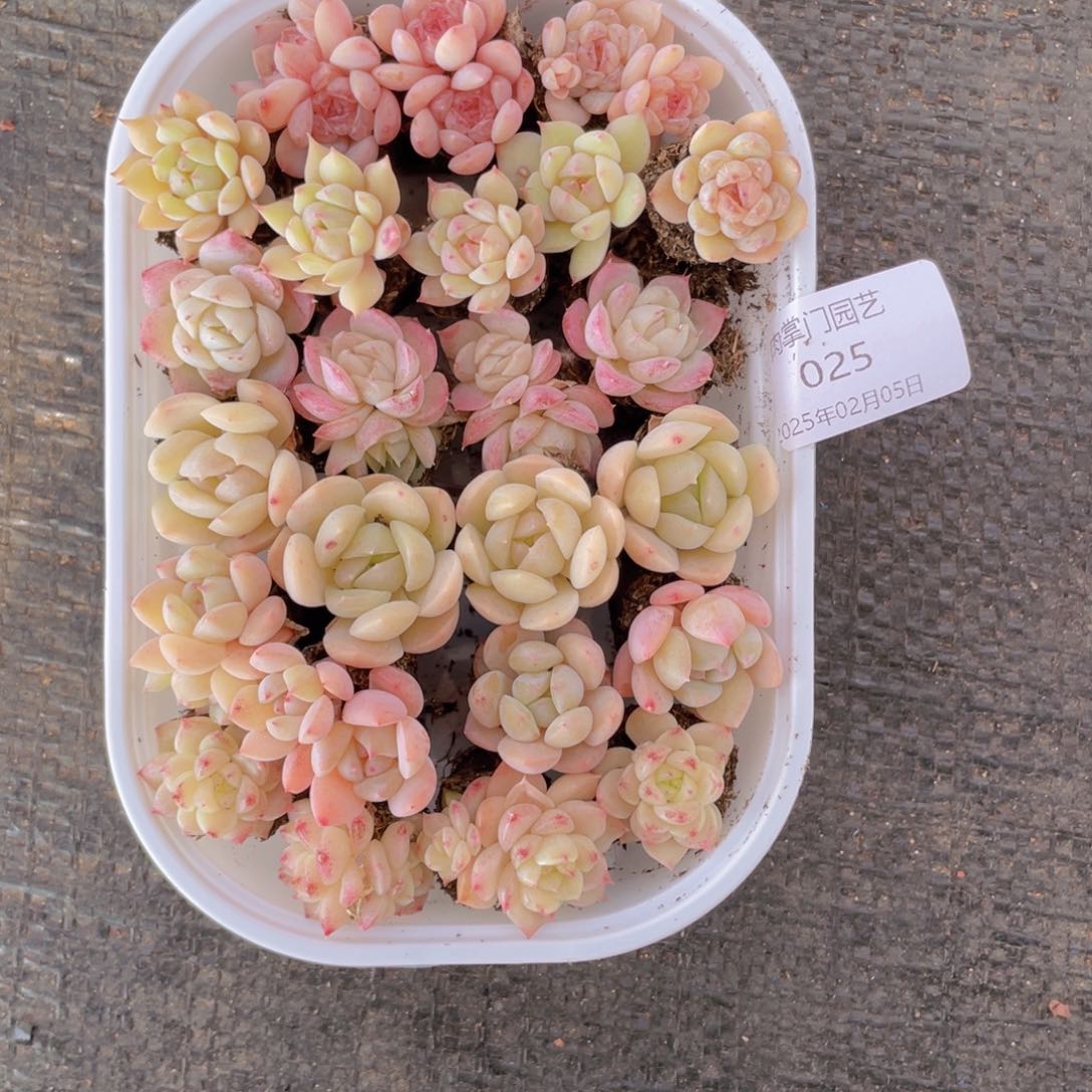 你的生活是我的最025