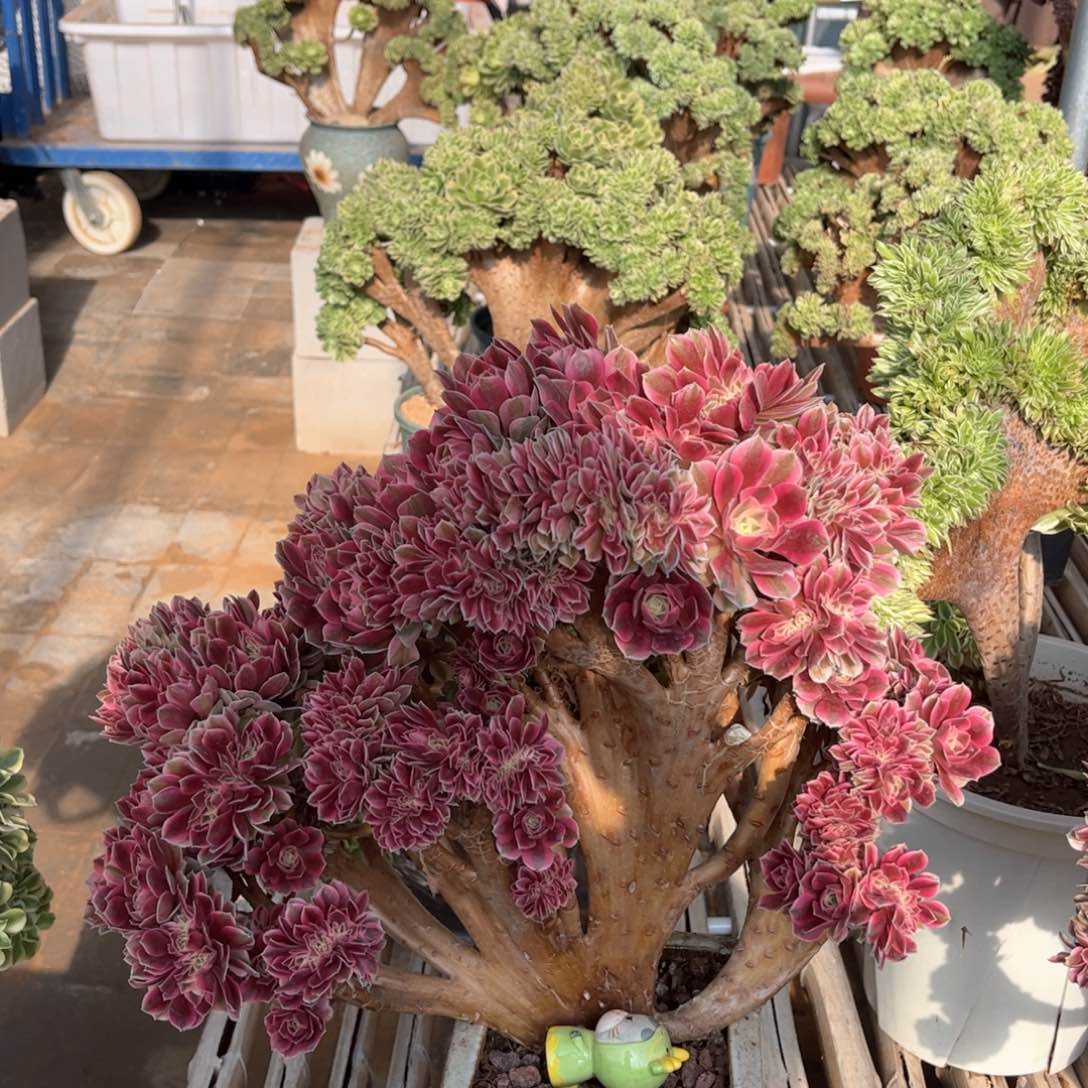 粉女巫朵朵整版精品