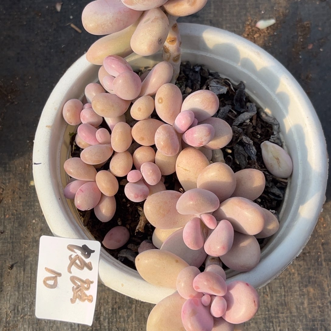 小**?桃蛋多肉植物