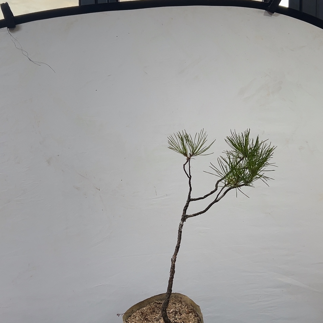 无花朵小品树材老桩黄山松