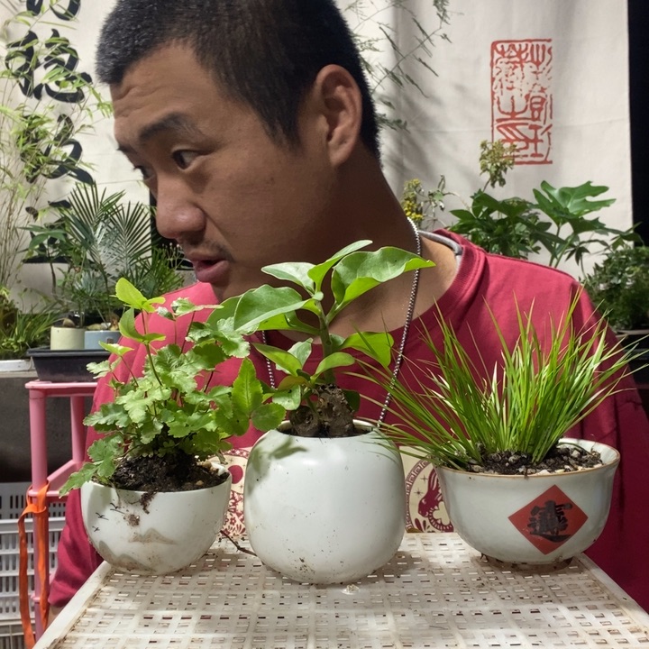 白***水以实际为准盆景盆栽绿植134