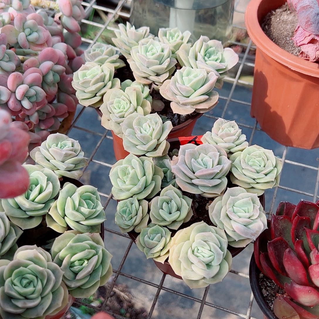 可爱玫瑰十头起发散群