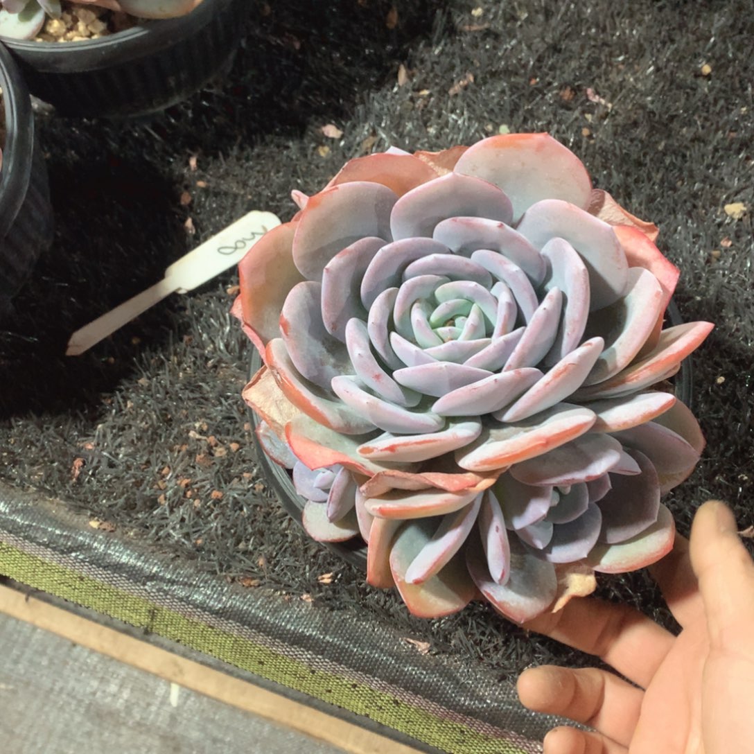 多肉植物奶茶多肉