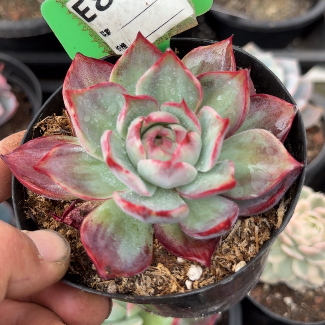 惊鸿一物一拍包装收缩花旱890