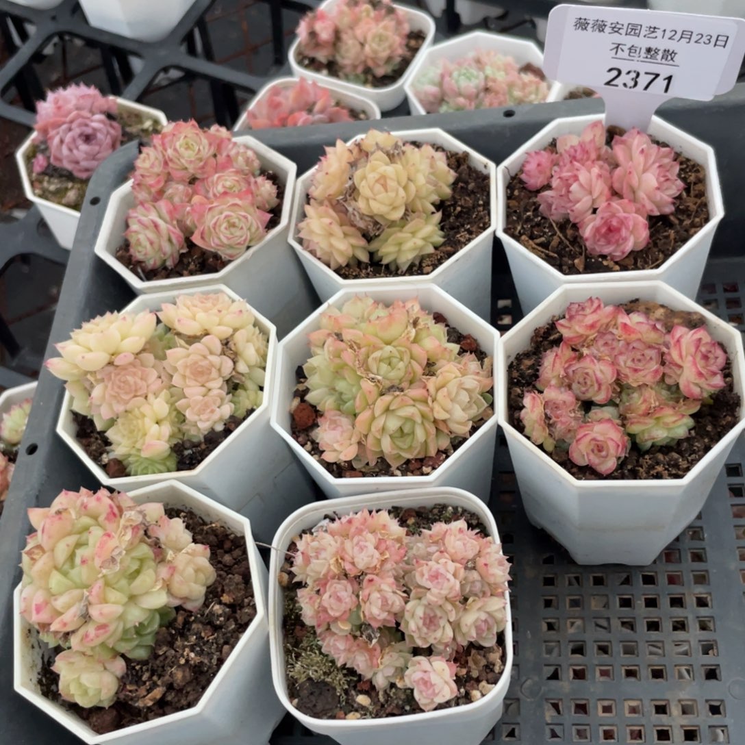 不包整散 盆子不售后2371