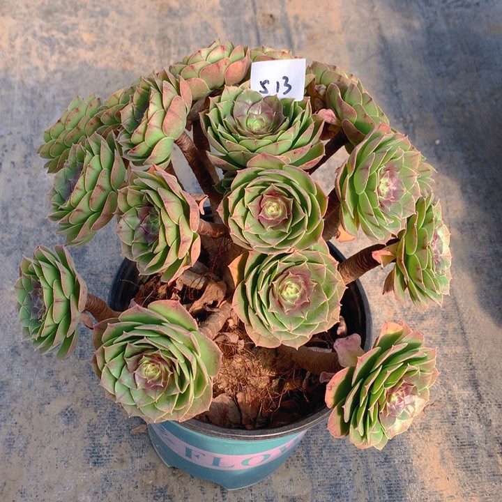 513红心沙拉碗法师多肉