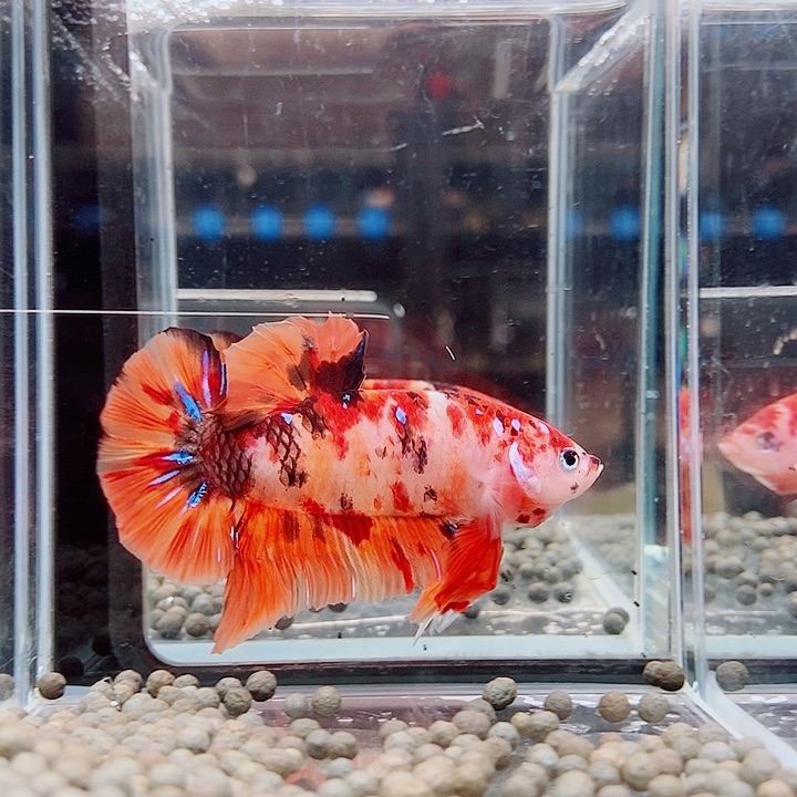 斗鱼黑242号巨斗将 