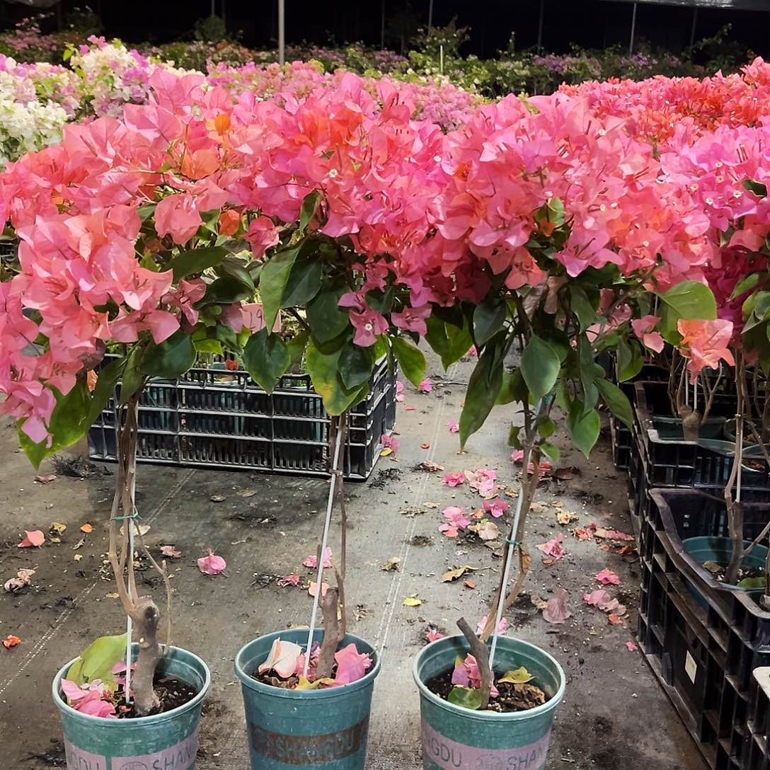 大部分花苞少量开放波妹棒棒糖带竹一颗