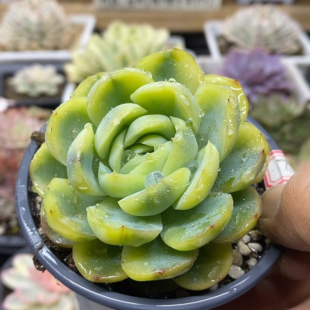 0374 贝瑞黄覆轮锦