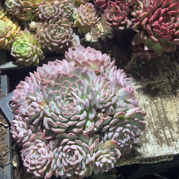 时***初002云欣多肉植物珍妮