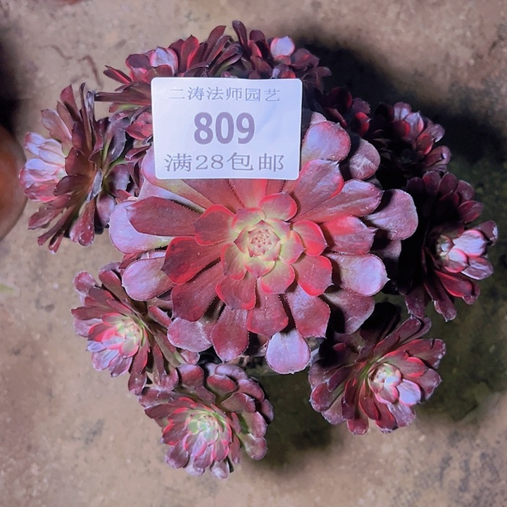 809烟花多肉植物老桩