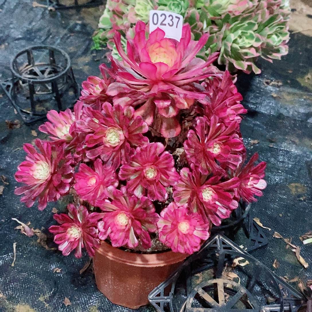 子*红铜白237多肉1111