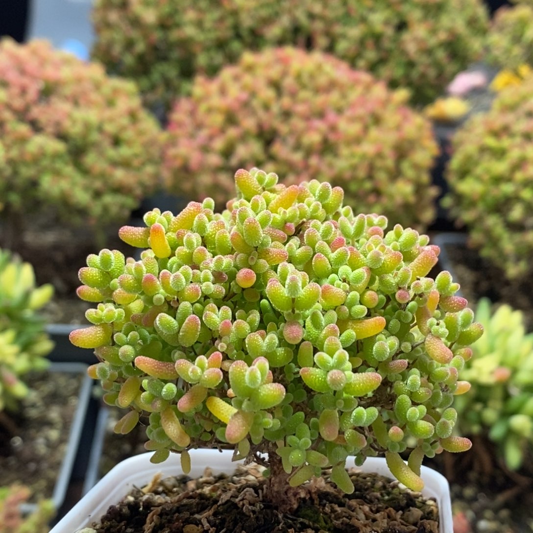 蜜橘糖球3119枝干番杏