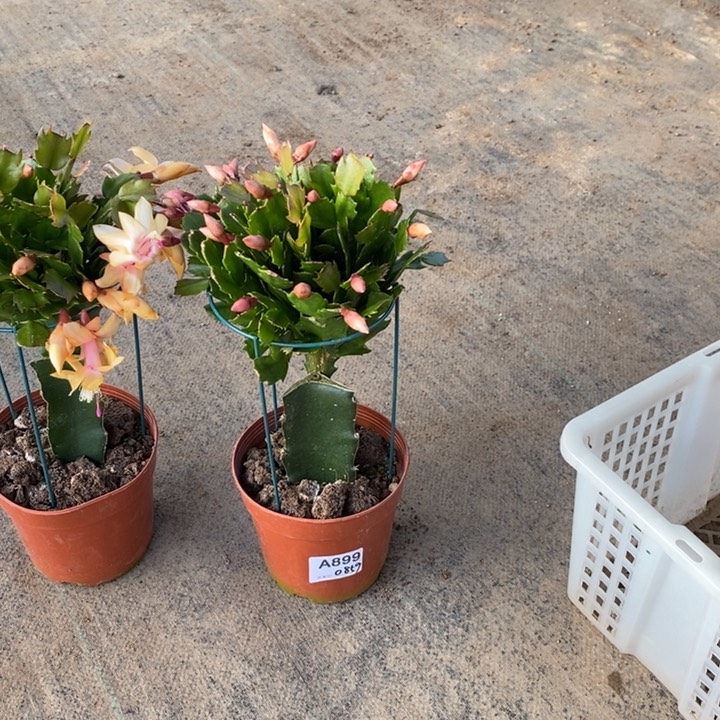 大部分花苞少量开放899嫁接黄索