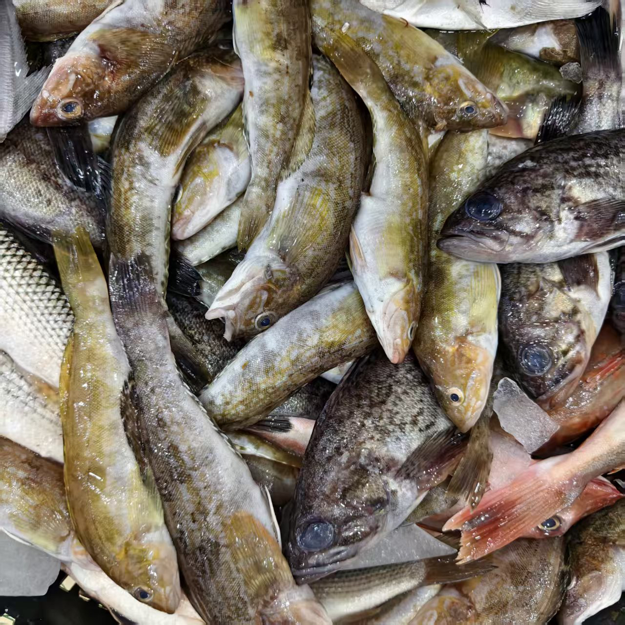 【东三省包邮】冰鲜海杂鱼 4斤（杂鱼啥都有非活鱼）