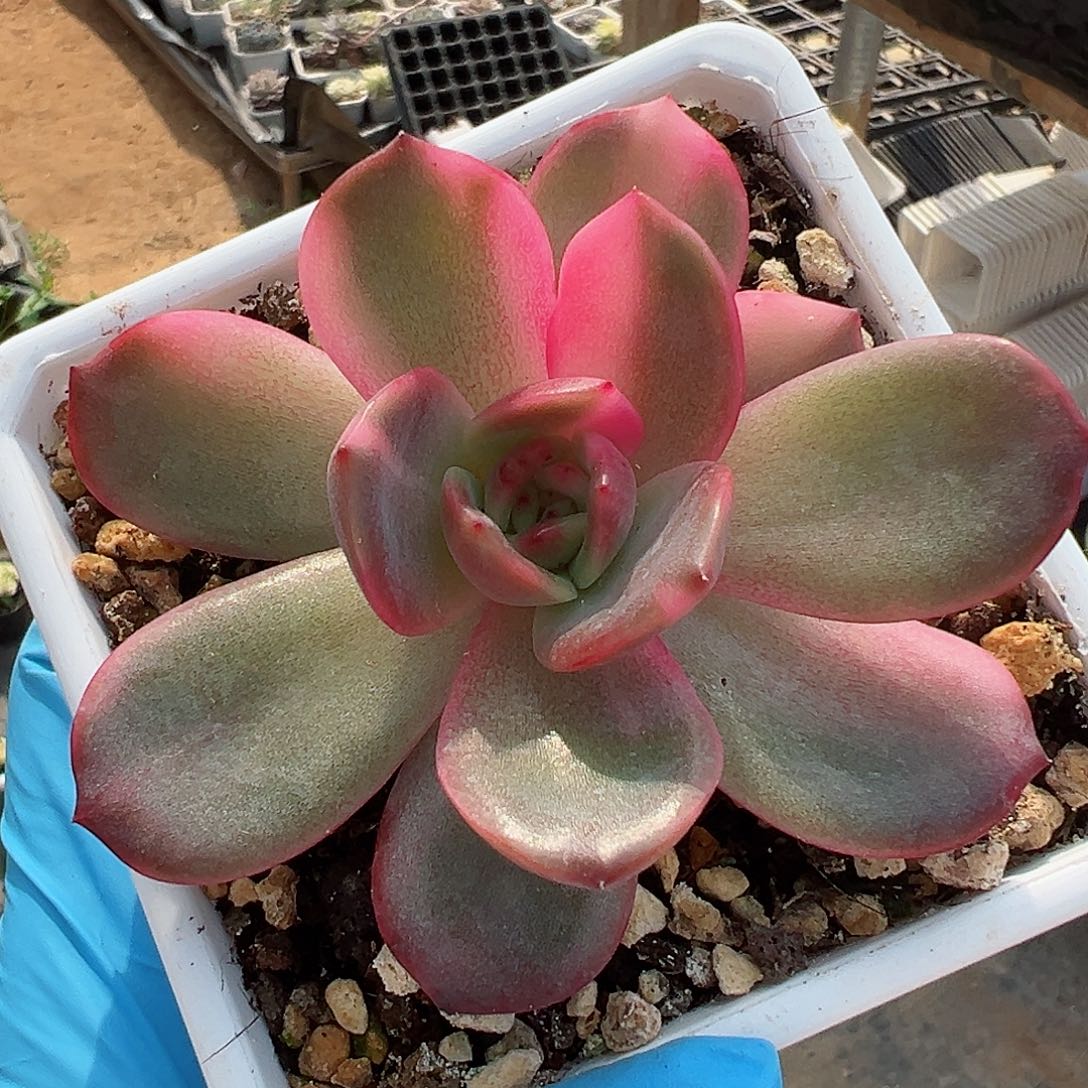 性感的皮皮锦，多肉植物