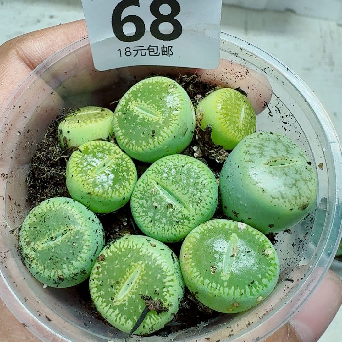 68多肉植物多肉植物
