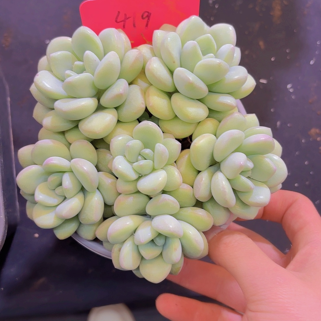 绿***店云南金致家精品多肉