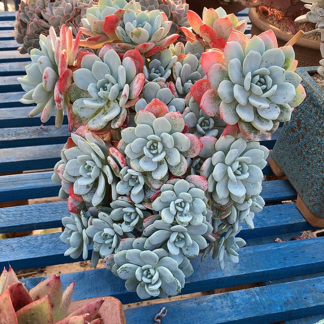 7**8冷香一物一拍12-98