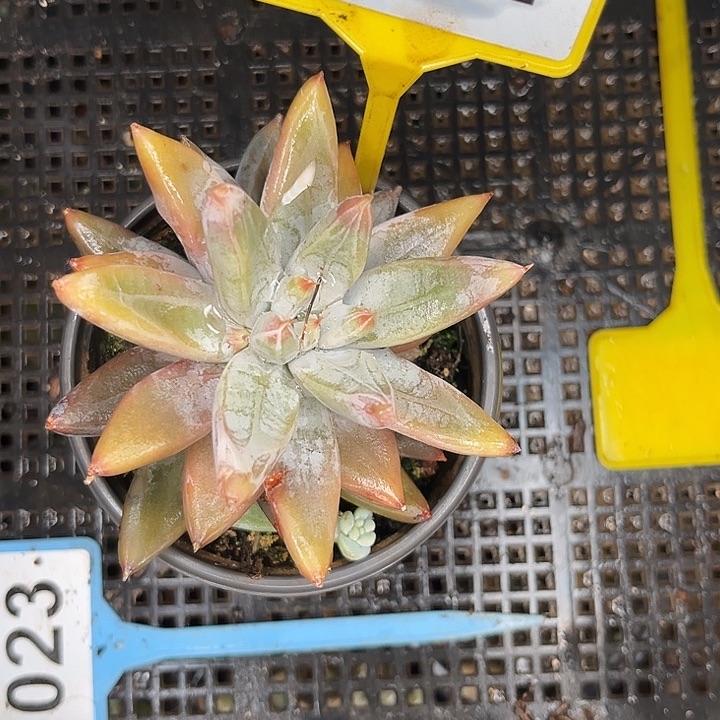 多肉植物魔王个体892