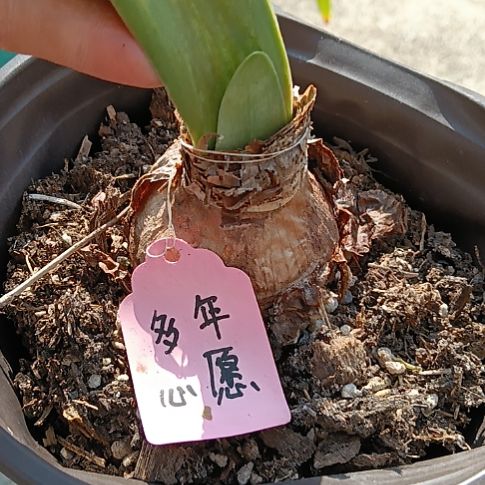 无花朵多年心愿5+发一个