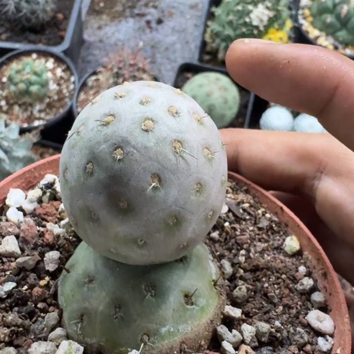 习志野自根仙人球 