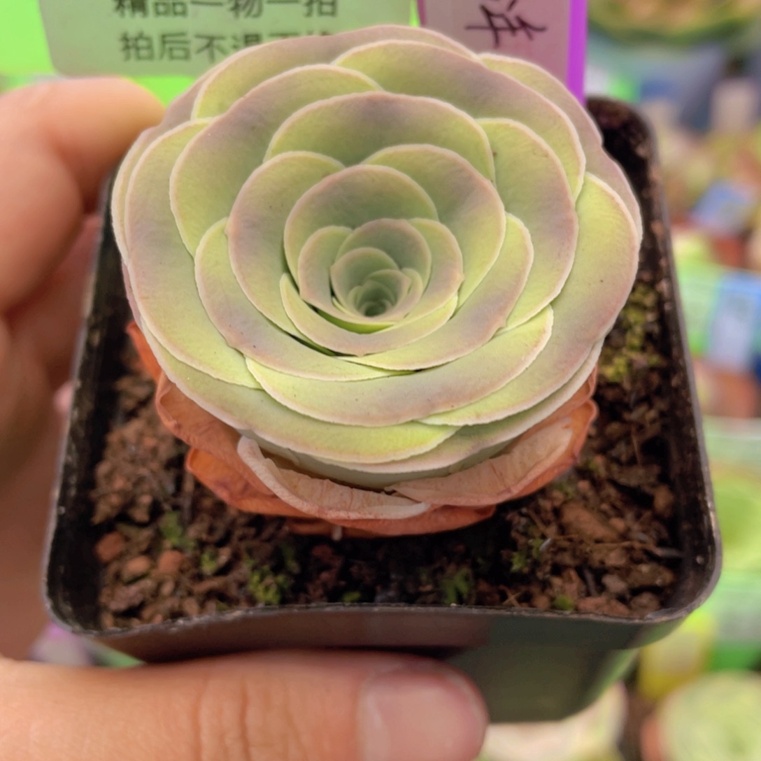 风筝少年多肉J157一物一拍