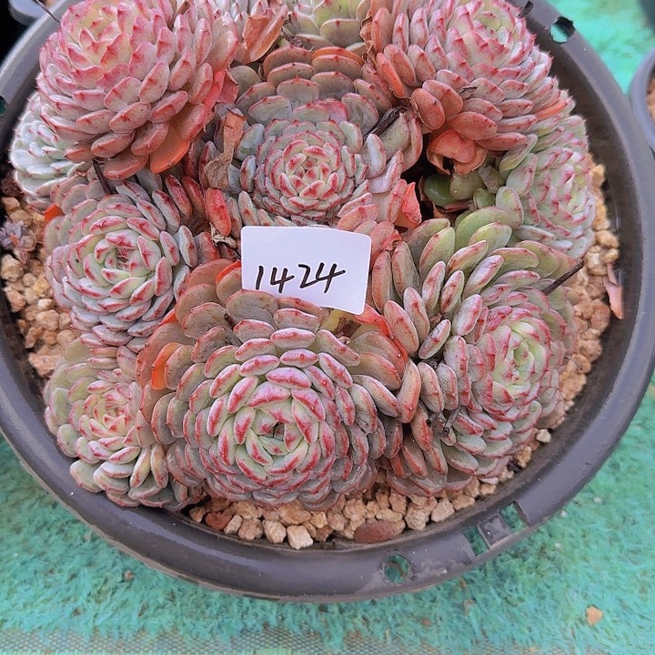 1424白胖子多肉植物
