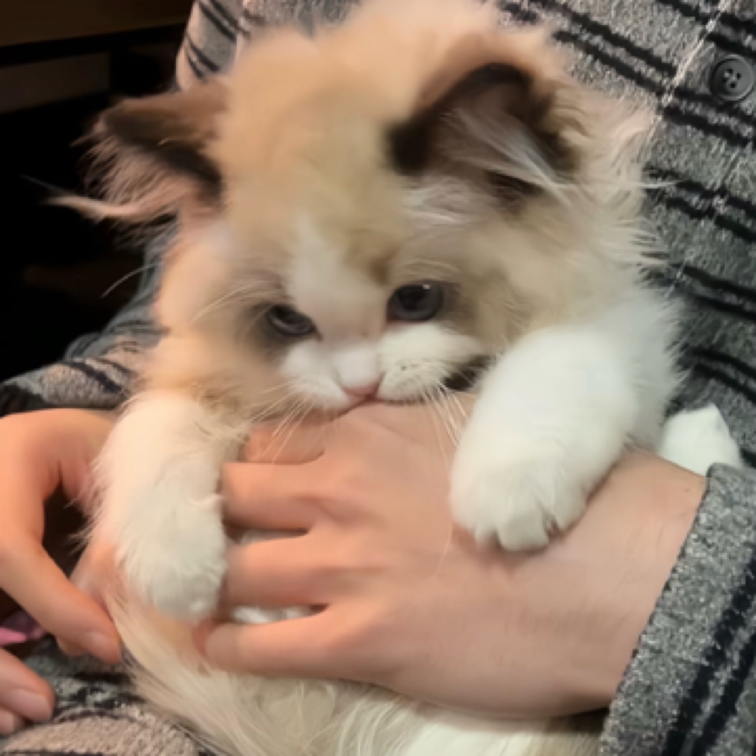 【天叶猫猫】甜美猫猫