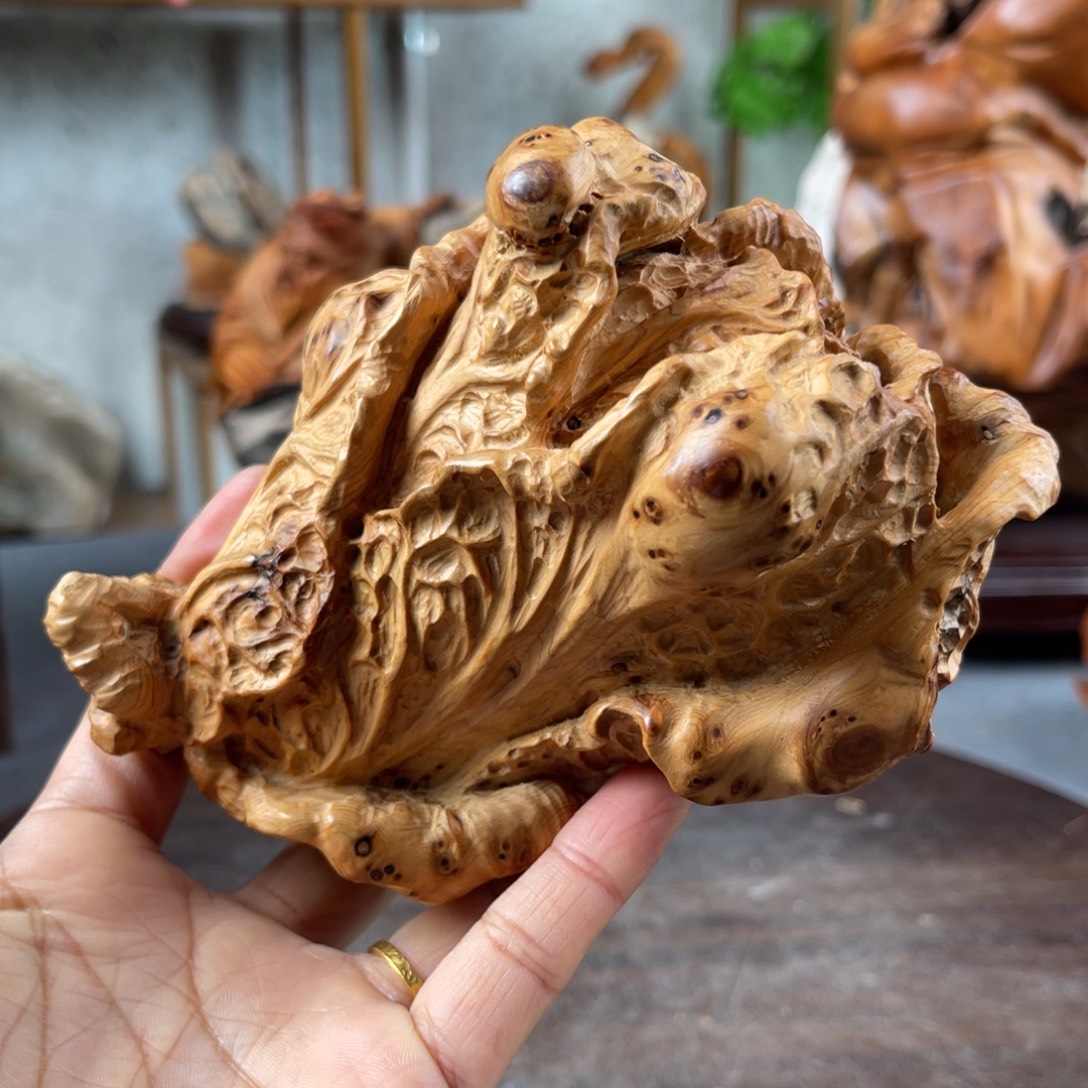 柏木（崖柏）崖柏太行山脉