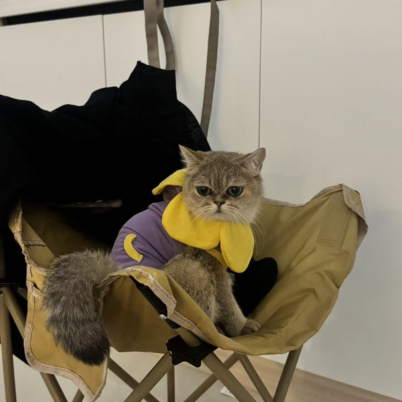 【王又又直播专属】花瓣连帽秋冬卫衣小型宠物猫狗保暖可爱搞怪