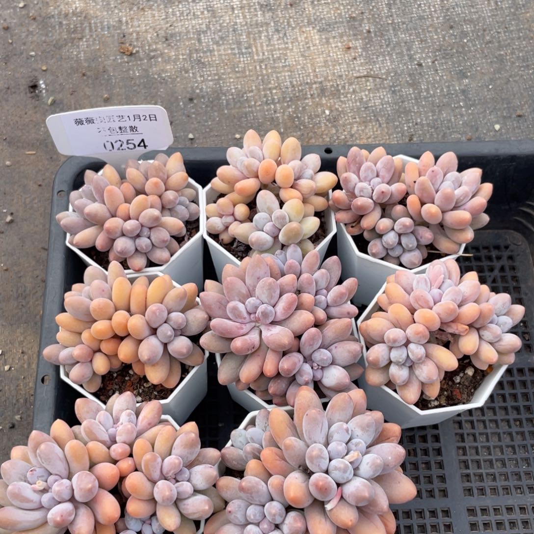 不包整散 盆子不售后0254