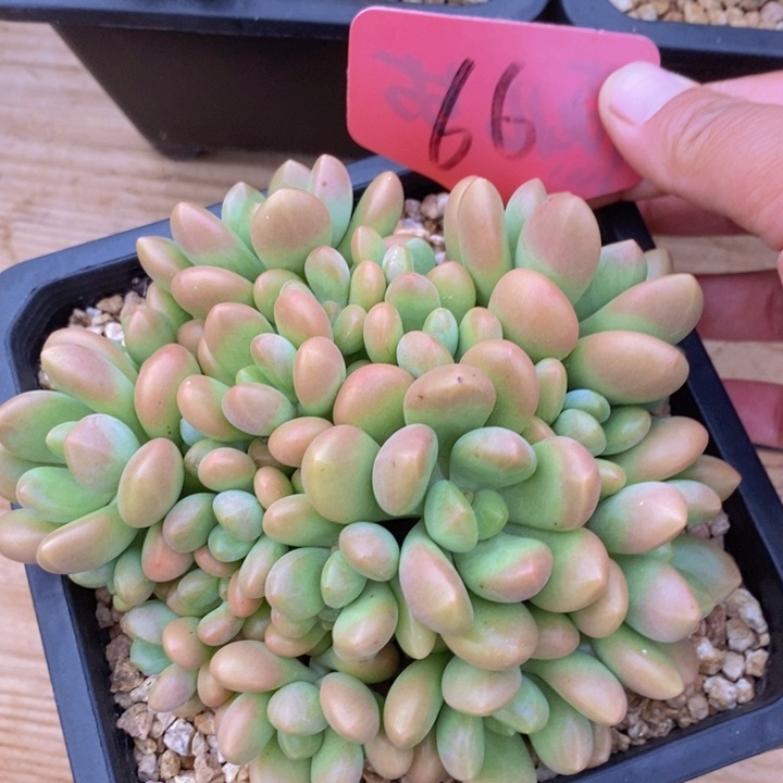 在家干了啥呀啊这就是