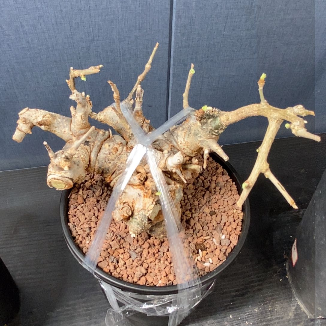 尼勒达乳香产地熟桩