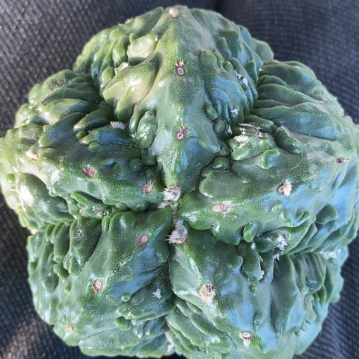 苗落无根母本扁体核桃