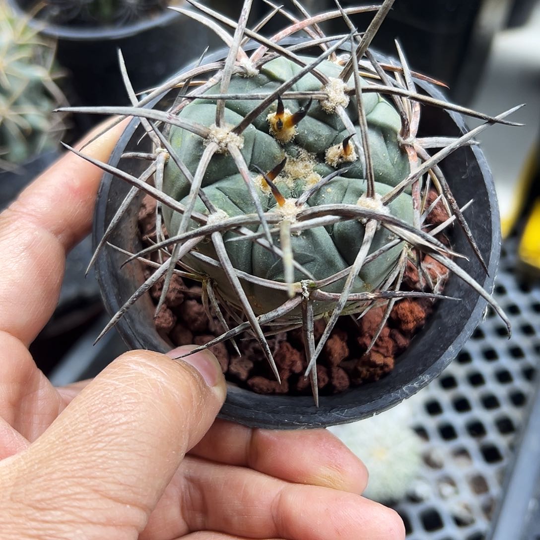 超刺天平仙人球11111111