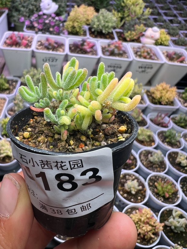 多肉植物枝干番杏荧光兔锦