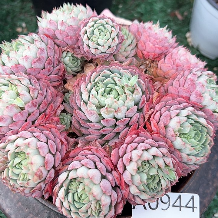 幸运的是我的朋友们都