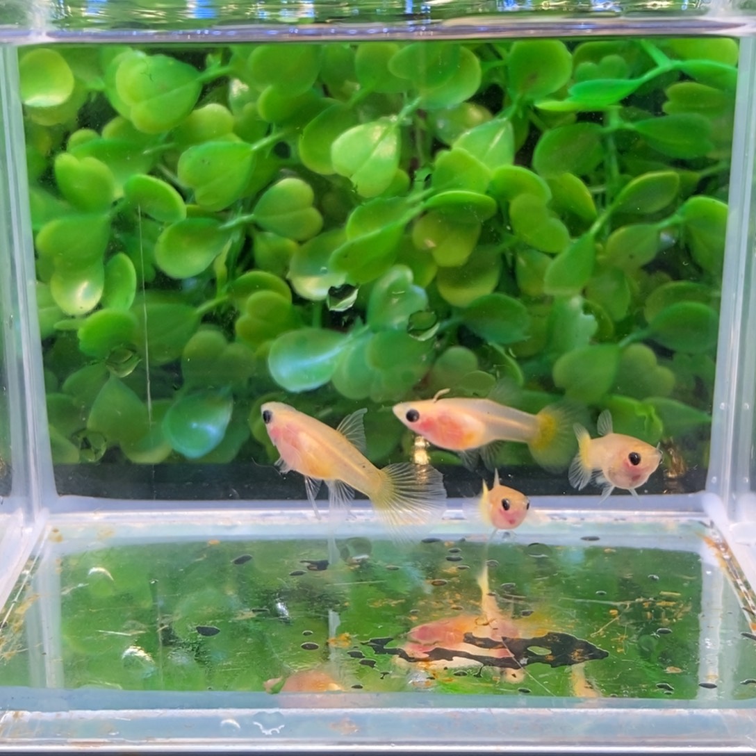 孔雀鱼黄金玻璃c一对加两普通