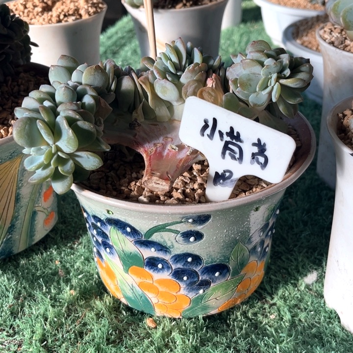 奶茶缀化188号码牌子的话题