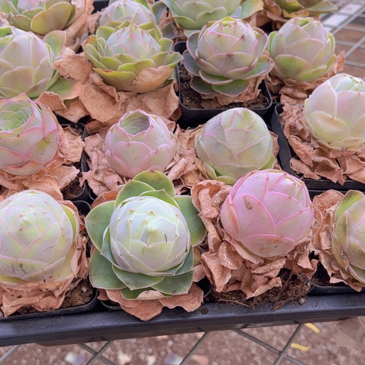 无花朵帕尔玛一颗888