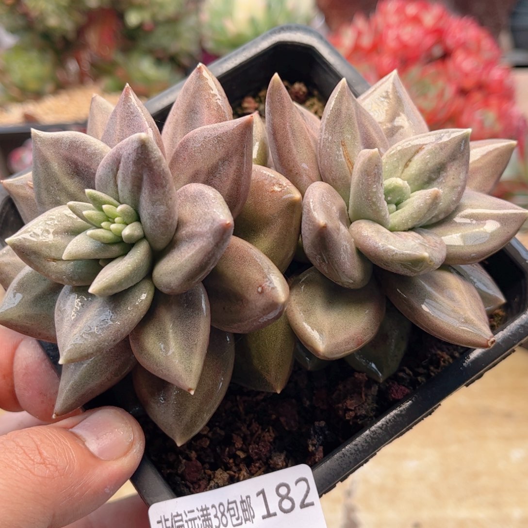 182惜春德华多肉