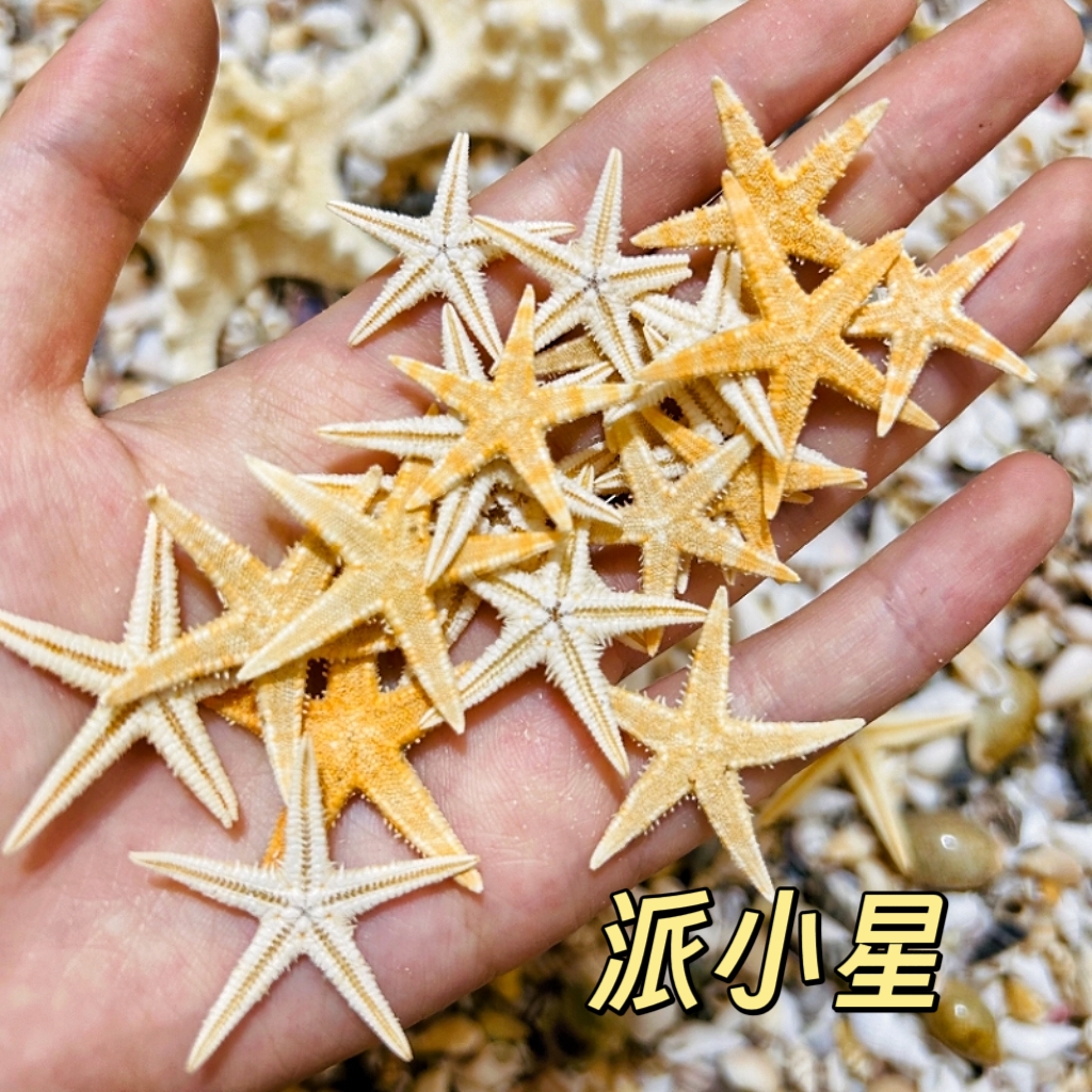 【加海星】DIY迷你天然贝壳海螺海星0.5-2cm许愿瓶装散装鱼缸造景