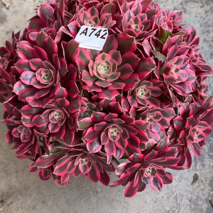 丫*?742粉女妖35厘米左右