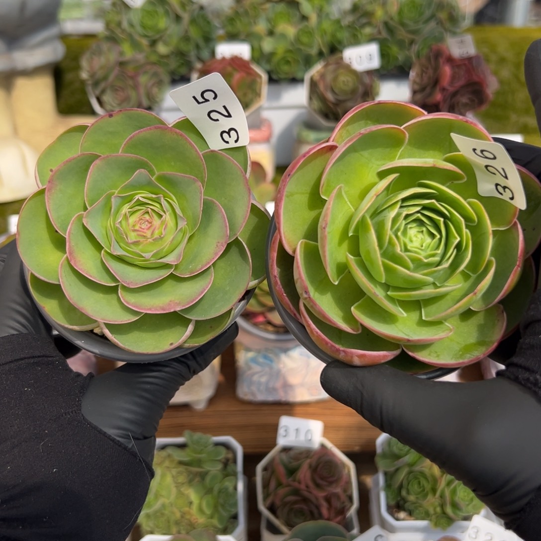 洛***喵325.326两颗8厘米