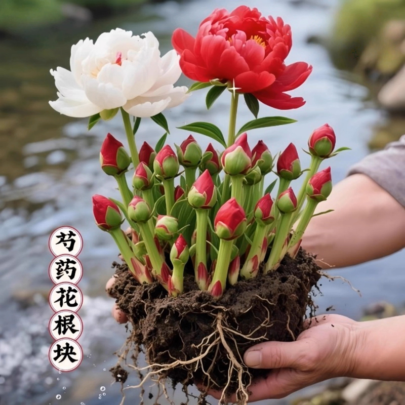 芍药花苗根块 带芽发货重瓣大花芍药四季花卉盆栽多年生庭院种植